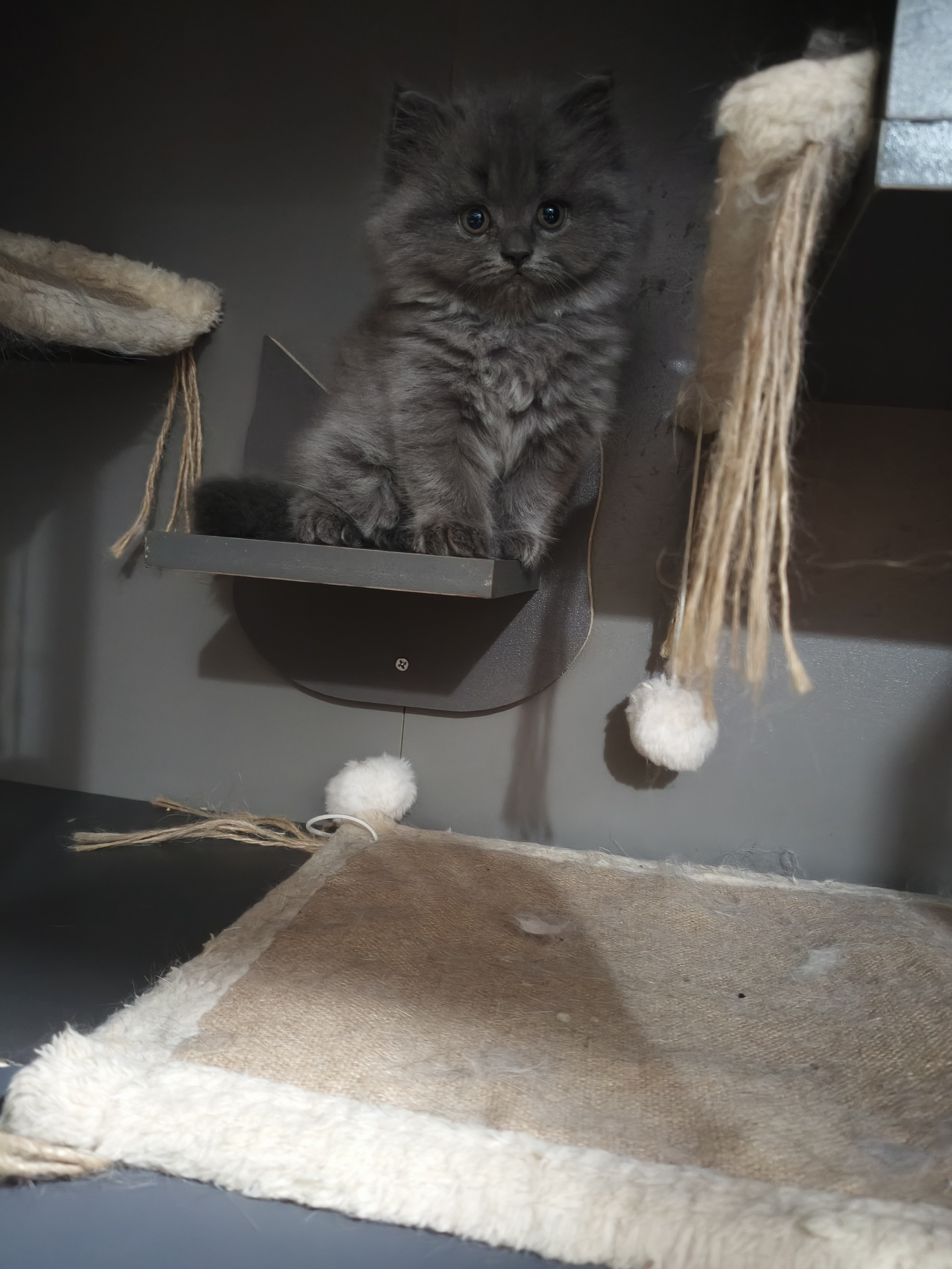 蓝猫高地妹妹，喜欢的铲屎官快来吧！